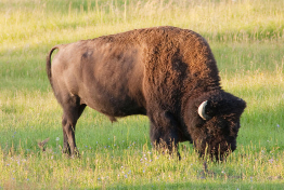 This image shows a bison grazing on prairie grasslands.