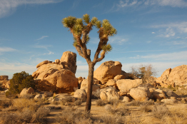 This photograph shows a Joshua tree in a rock-littered desert landscape in Joshua Tree National Park.