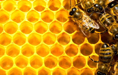A photograph of worker bees on a honeycomb.