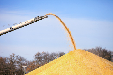 This is a photo of grain being shot into a pile.