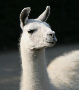 A photo shows a llama.