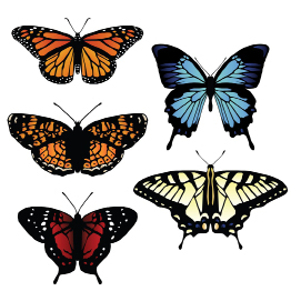 This is an image of butterflies with patterned wings.