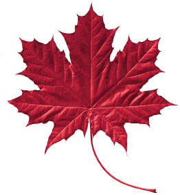 This is a photo of a red maple leaf.