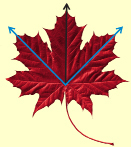 This is a photo of a red maple leaf with angle and bisector overlaid.