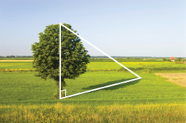 This photograph shows a tree and the shadow the tree casts on the ground.