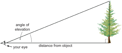 This illustration shows a vertical tree at the right. At the left is a point representing an eye. A horizontal line is drawn from this point to the tree, meeting the tree at a right angle. A line is drawn from the point to the top of the tree. The two lines and the included part of the tree form a right triangle.