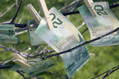 This is a photo of 20-dollar bills clipped to a tree.