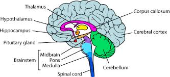 brain