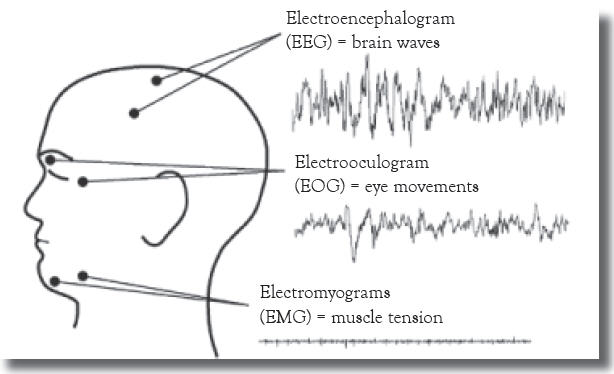 brain chart