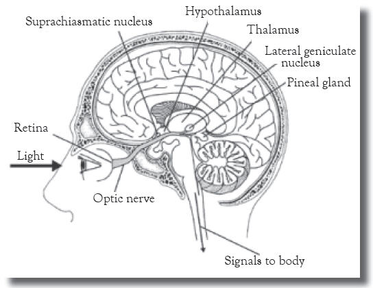 brain