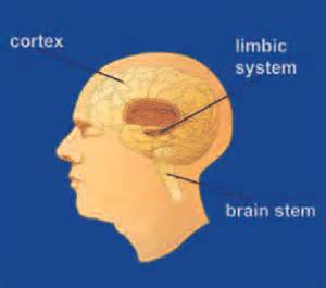 brain