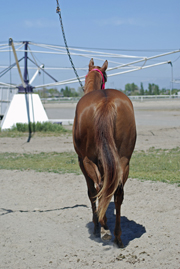 This is a photo of a horse on a horse walker.